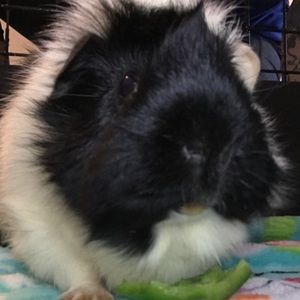 Meet your Posher, Destinee